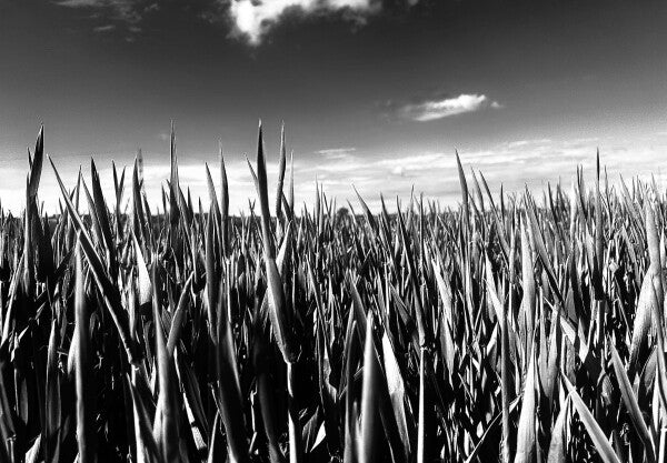 Gras - Leinwand Wood Frame