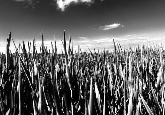 Gras - Leinwand Wood Frame