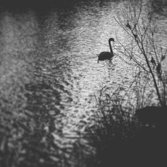 Swan - MixPix